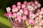 Swamp milkweed